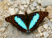 Doxocopa%20laurentia%20cherubina%203805 002b small - Learn Butterflies