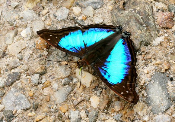 Doxocopa laurentia cherubina, male, Arrierito Piha reserve, Colombia - Adrian Hoskins