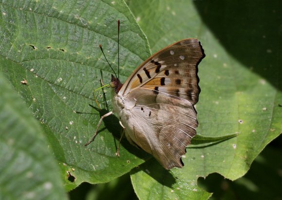 Doxocopa laurentia cherubina, Medellin, Colombia - Adrian Hoskins