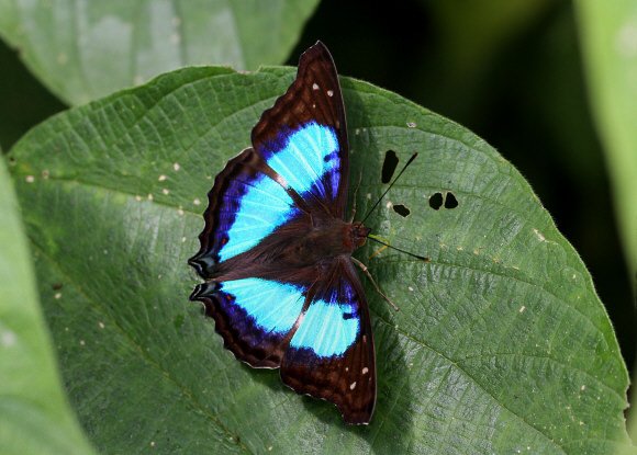 Doxocopa laurentia cherubina, Medellin, Colombia - Adrian Hoskins