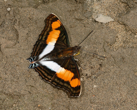 Doxocopa linda linda ( normal form ), Rio Madre de Dios, Peru - Adrian Hoskins