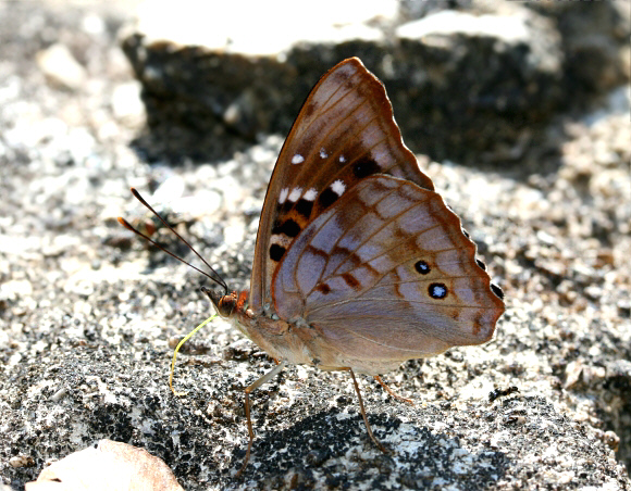 Doxocopa zunilda floris, male, Satipo, Peru - Emily Halsey