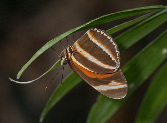 Dryadula%20phaetusa%201312 001a - Learn Butterflies