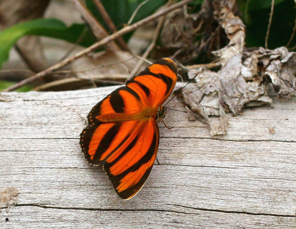 Banded Longwing