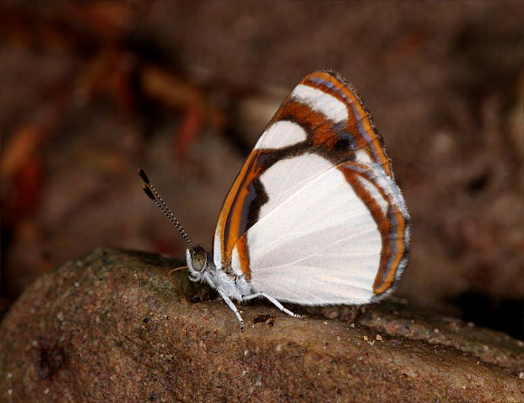 Dainty White Sailor