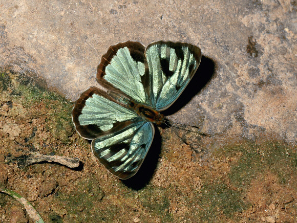 4-spot Green Sailor