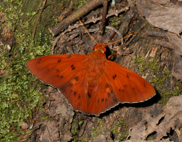 Mabille’s Red-Eye