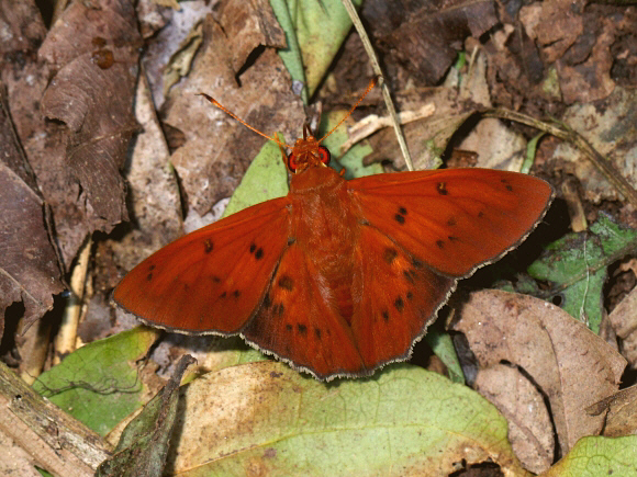 Dyscophellus ethyras, Satipo, Peru - Adrian Hoskins