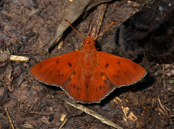 Dyscophellus ethyras, Satipo, Peru - Adrian Hoskins