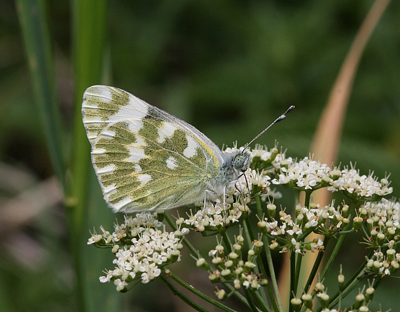 Eastern Bath White