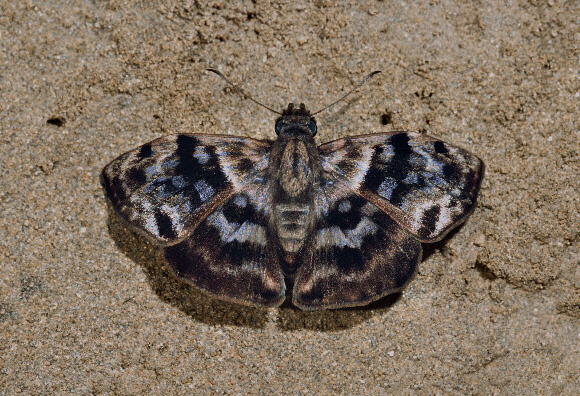 Marbled Duskywing