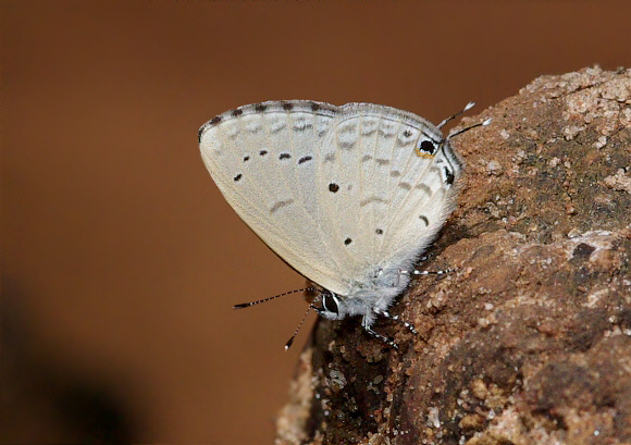 White-tipped Blue