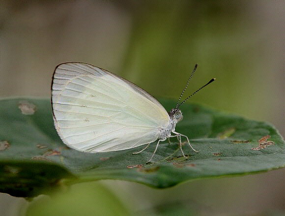 Small Pearl White