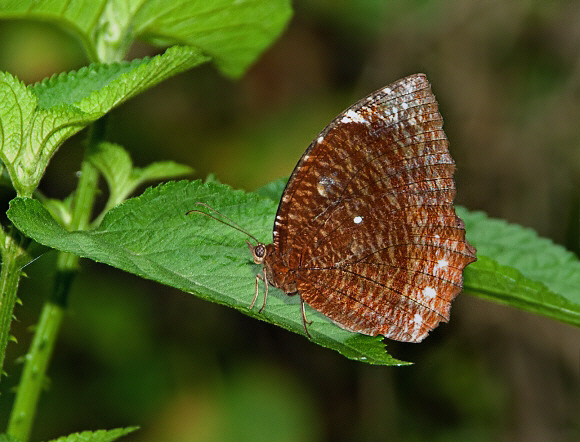 Common Palm Fly