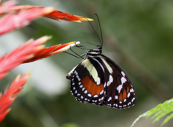 Humboldt’s Elzunia