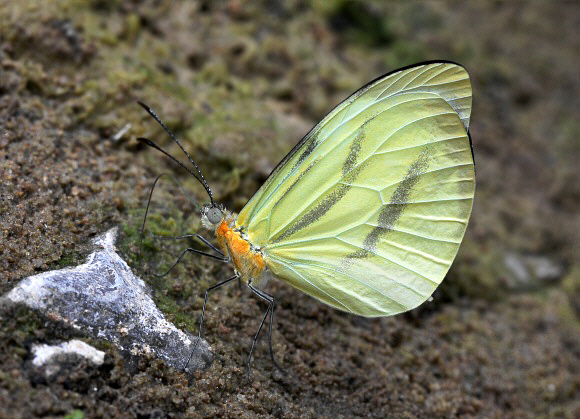 Common Mimic White