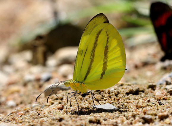 Enantia melite theugnis, Pauti, Junin, Peru - Adrian Hoskins