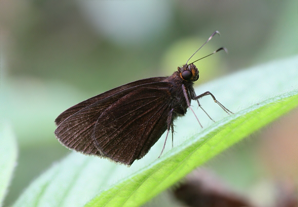 Ferruginous Skipper