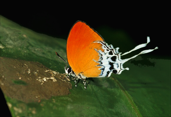 Eooxylides tharis distanti, male feeding at bird dropping, Tapah, West Malaysia - Adrian Hoskins