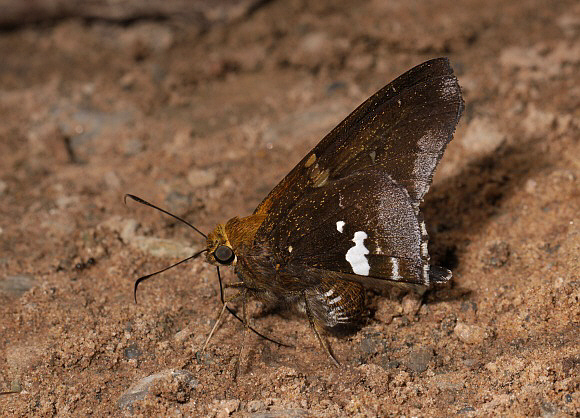 Silver-drop Skipper