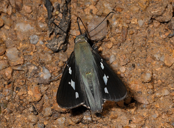 Epargyreus exadeus, Catarata de Tirol, La Merced, Peru - Adrian Hoskins