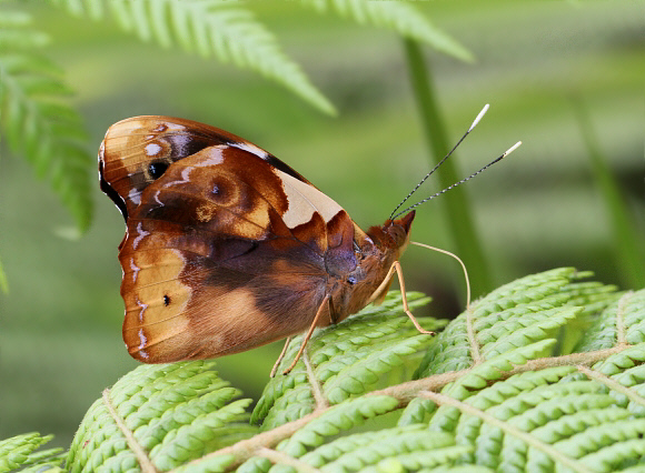 Epiphile%20eriopis%20eriopis%202870 001a - Learn Butterflies