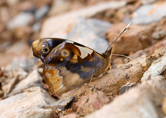 Epiphile%20eriopis%20eriopis%202883 001a - Learn Butterflies