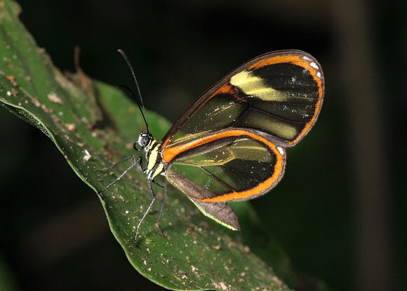 Yellow-legged Glasswing