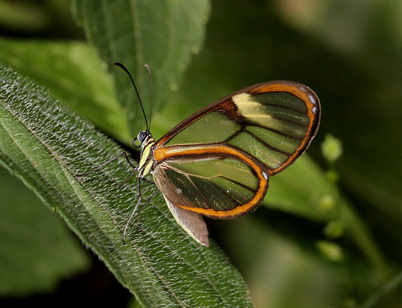 Episcada clausina, Mariposa, Satipo, Peru © Adrian Hoskins