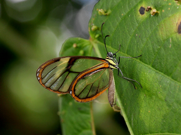 Episcada clausina, Mariposa, Satipo, Peru © Adrian Hoskins