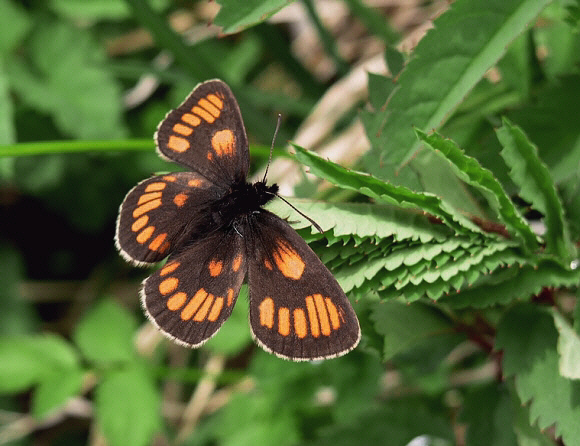 Tauscher’s Alpine Ringlet