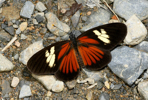 Eresia datis corybassa, Manu cloudforest, 1900m, Peru - Adrian Hoskins