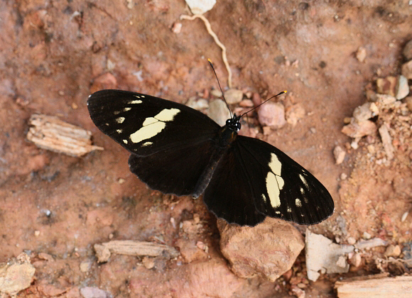 Eresia datis manto, Tatama NP, Colombia - Adrian Hoskins