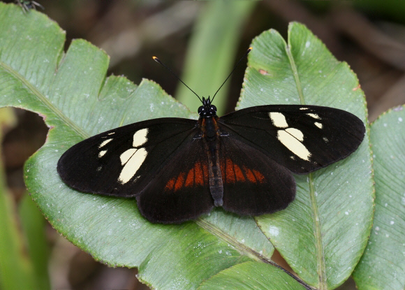 Eresia datis manto, Tatama NP, Colombia - Adrian Hoskins