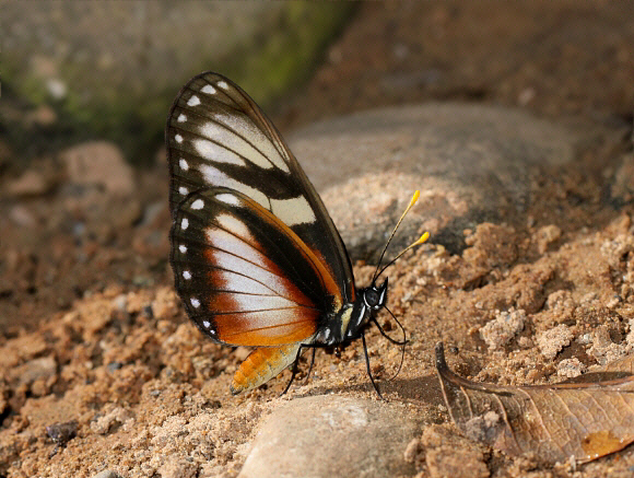 Eresia datis phaedima, Satipo, Peru - Adrian Hoskins