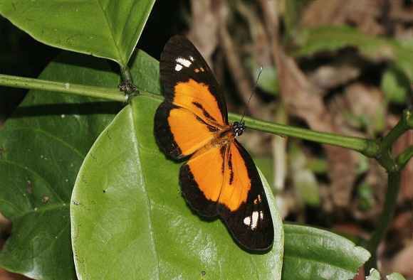 Eresia emerantia, Rio Claro, Colombia - Adrian Hoskins