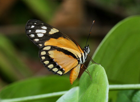 Eresia emerantia, Rio Claro, Colombia - Adrian Hoskins