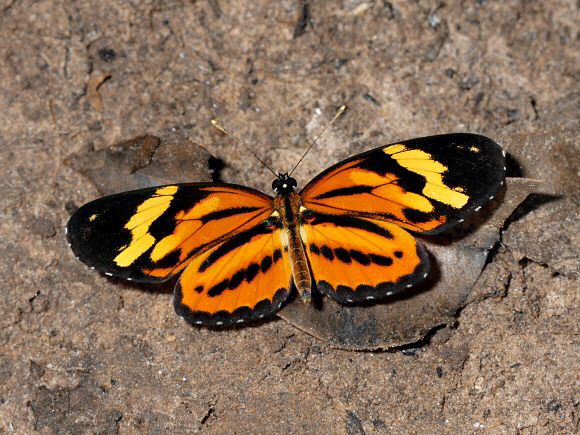 Eresia eunice, male, Rio Shima, Satipo, Peru - Adrian Hoskins