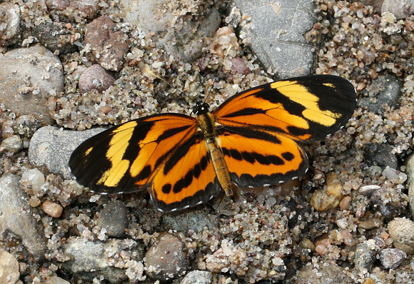 Eresia%20eunice%201576 001a - Learn Butterflies