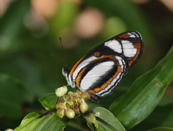 Eresia nauplius plagiata, Tingo Maria, Peru - Adrian Hoskins