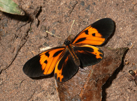 Eresia pelonia, Satipo, Peru - Adrian Hoskins