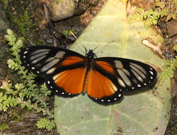 Eresia datis phaedima, Tingo Maria, Peru - Adrian Hoskins