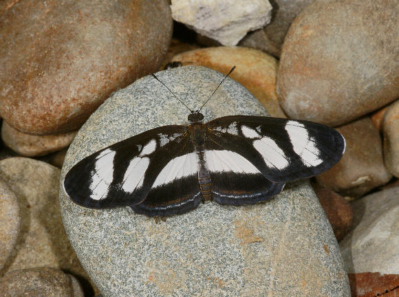 Peruvian Crescent