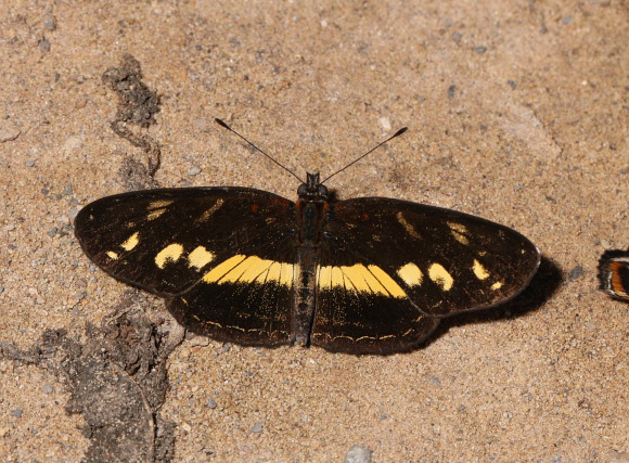 Eresia polina polina, female, Satipo, Peru - Adrian Hoskins