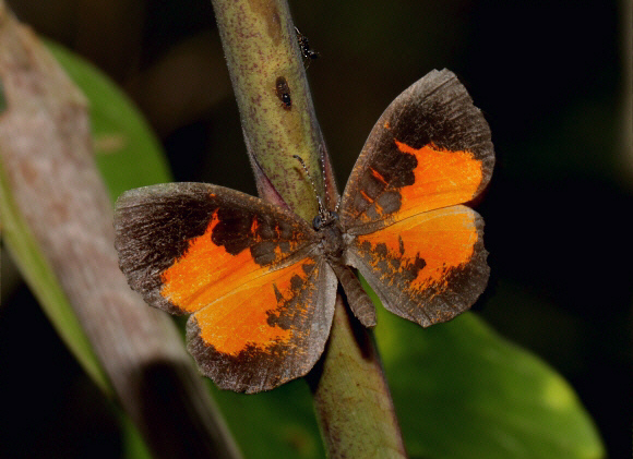 Eresiomera bicolor, female fanning wings in presence of ants - Adrian Hoskins