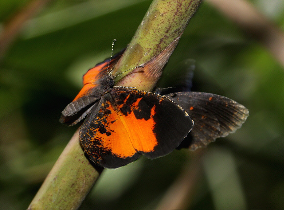 Eresiomera bicolor, female displaying to partially obscured male, Bobiri, Ghana - Adrian Hoskins