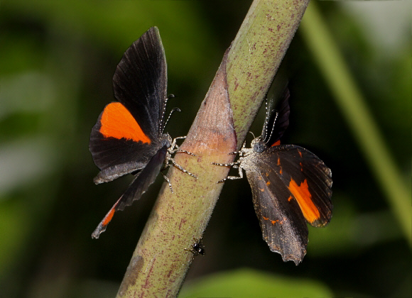 Eresiomera bicolor, males scurrying around opposite sides of a stem - Adrian Hoskins