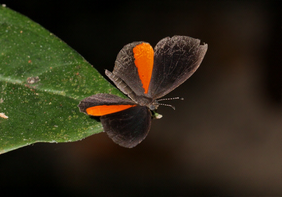 Eresiomera bicolor, male, Likpe Hills, Ghana - Adrian Hoskins