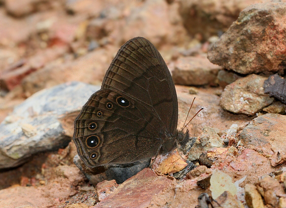 Tom’s Mountain Satyr