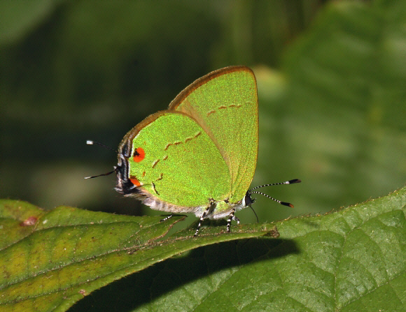 Carla Hairstreak